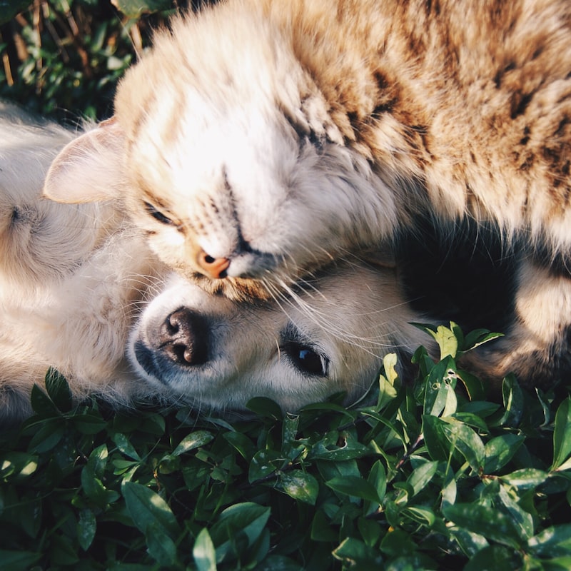The Wild Bond