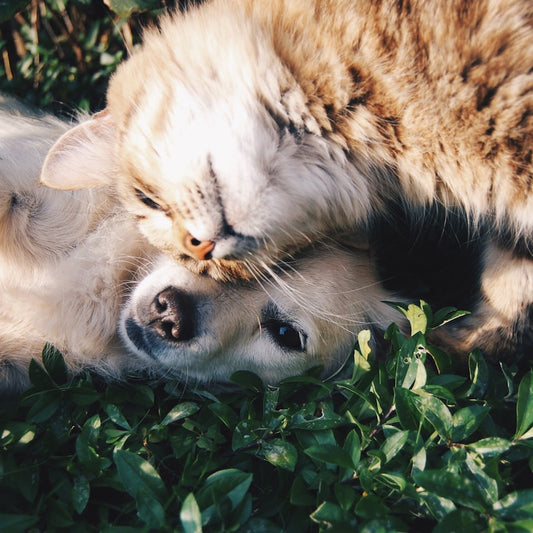 The Wild Bond